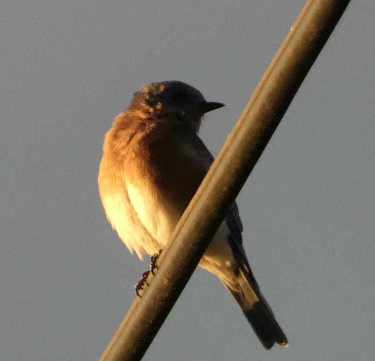 Eastern Bluebird - ML641575009