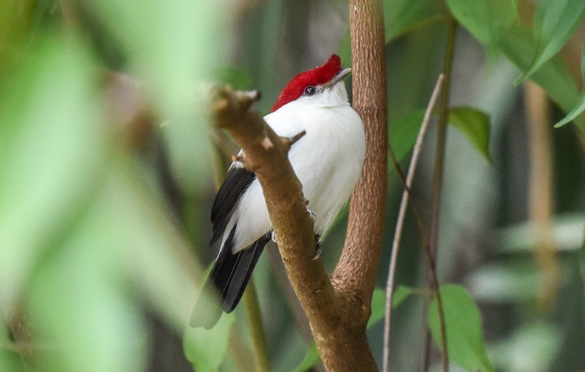 Araripe Manakin - ML641575017