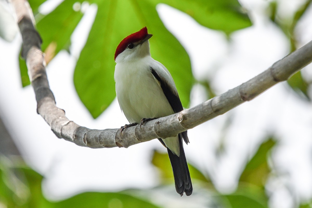 Araripe Manakin - ML641575018