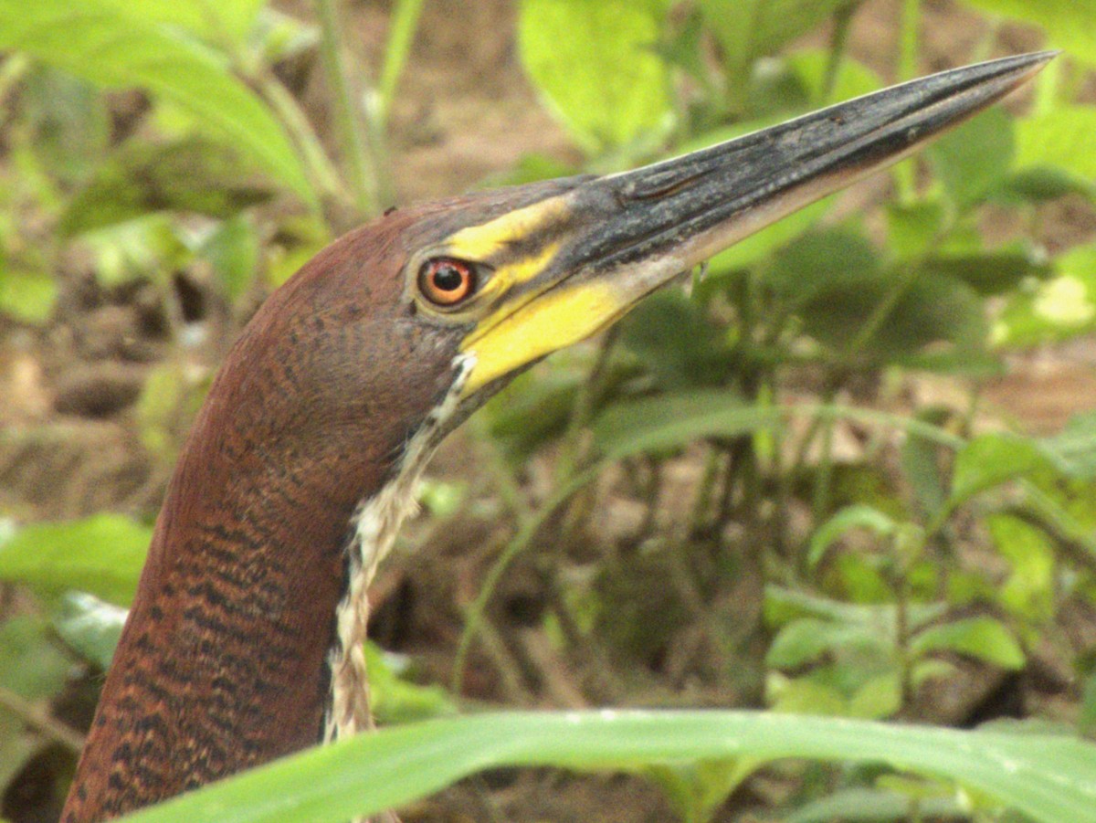 Rufescent Tiger-Heron - ML641575021