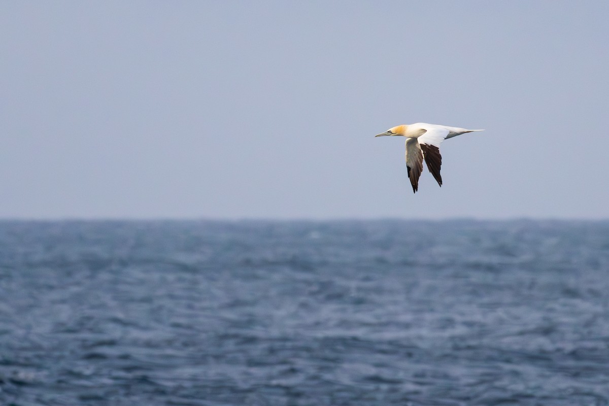 Northern Gannet - ML641575090