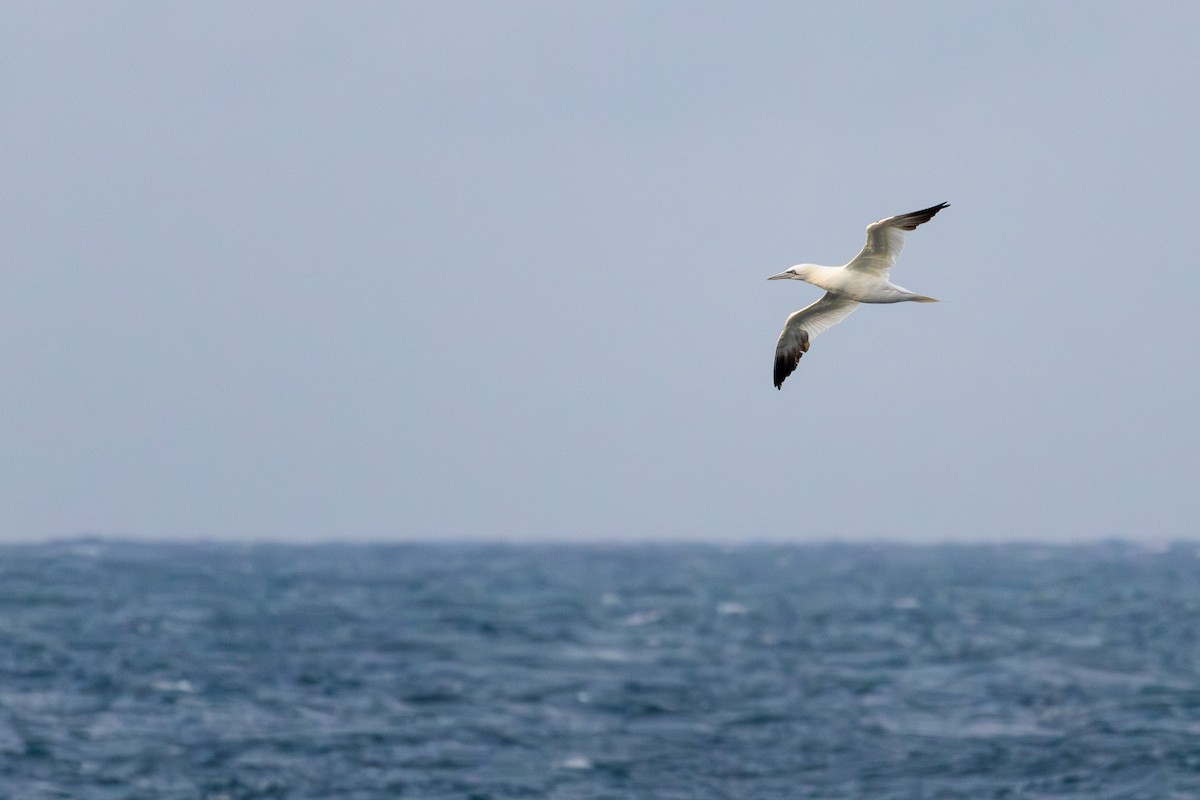 Northern Gannet - ML641575094