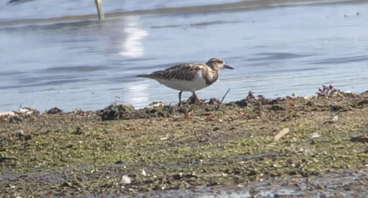 キョウジョシギ - ML641575116