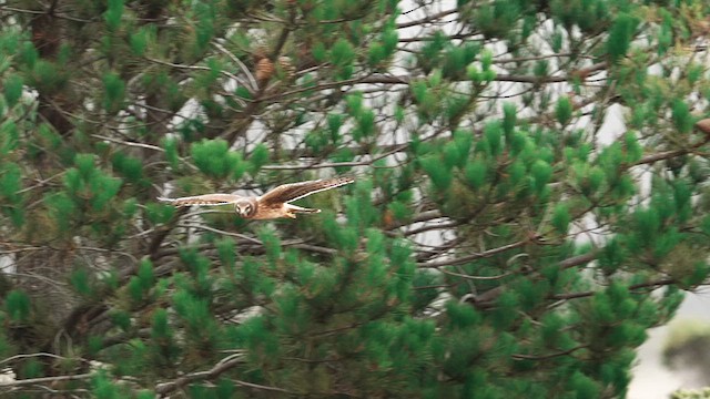 Northern Harrier - ML641575129
