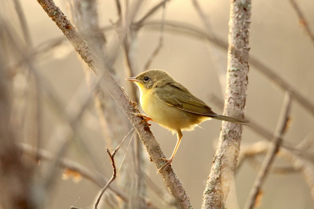 Paruline masquée - ML641575238