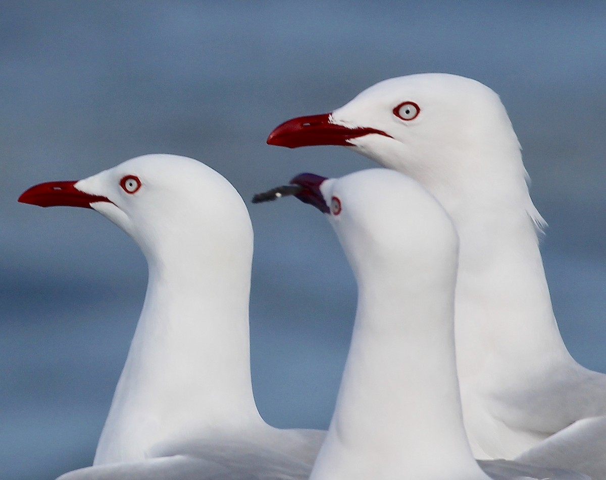 Mouette argentée (scopulinus) - ML641575240