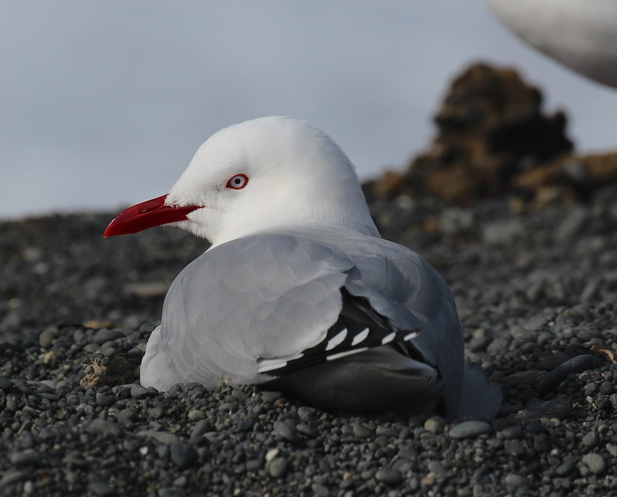 Mouette argentée (scopulinus) - ML641575241