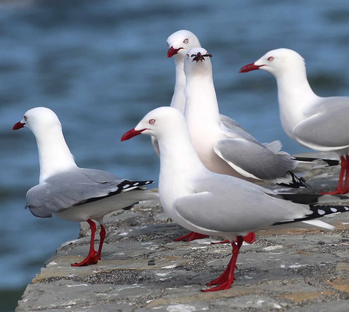Mouette argentée (scopulinus) - ML641575243