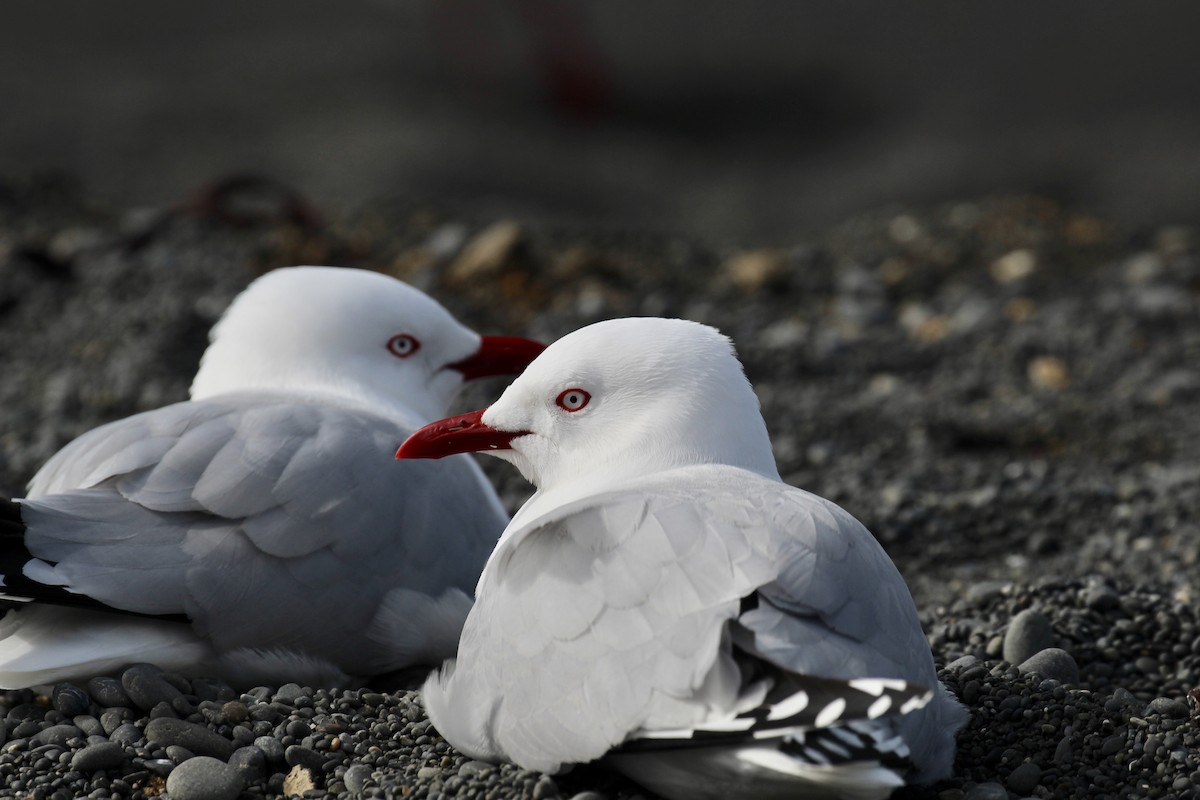 Mouette argentée (scopulinus) - ML641575244