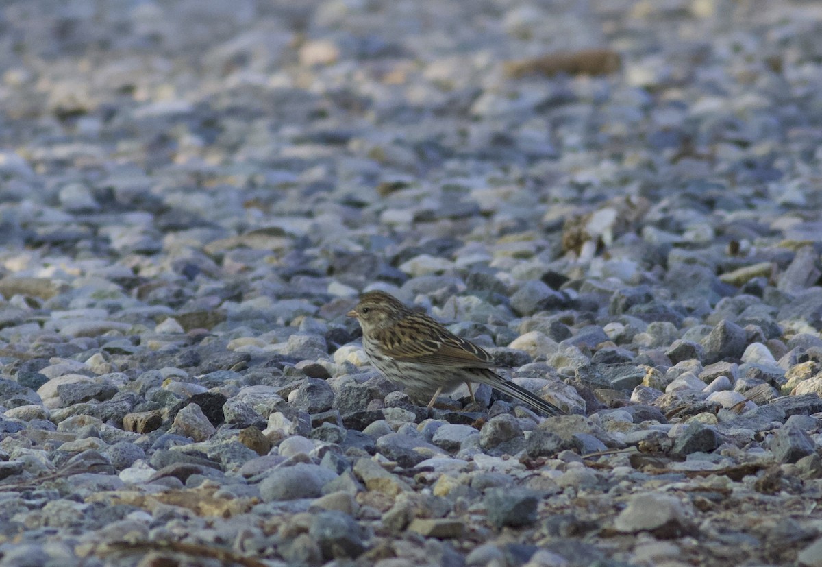Brewer's Sparrow - ML641575248