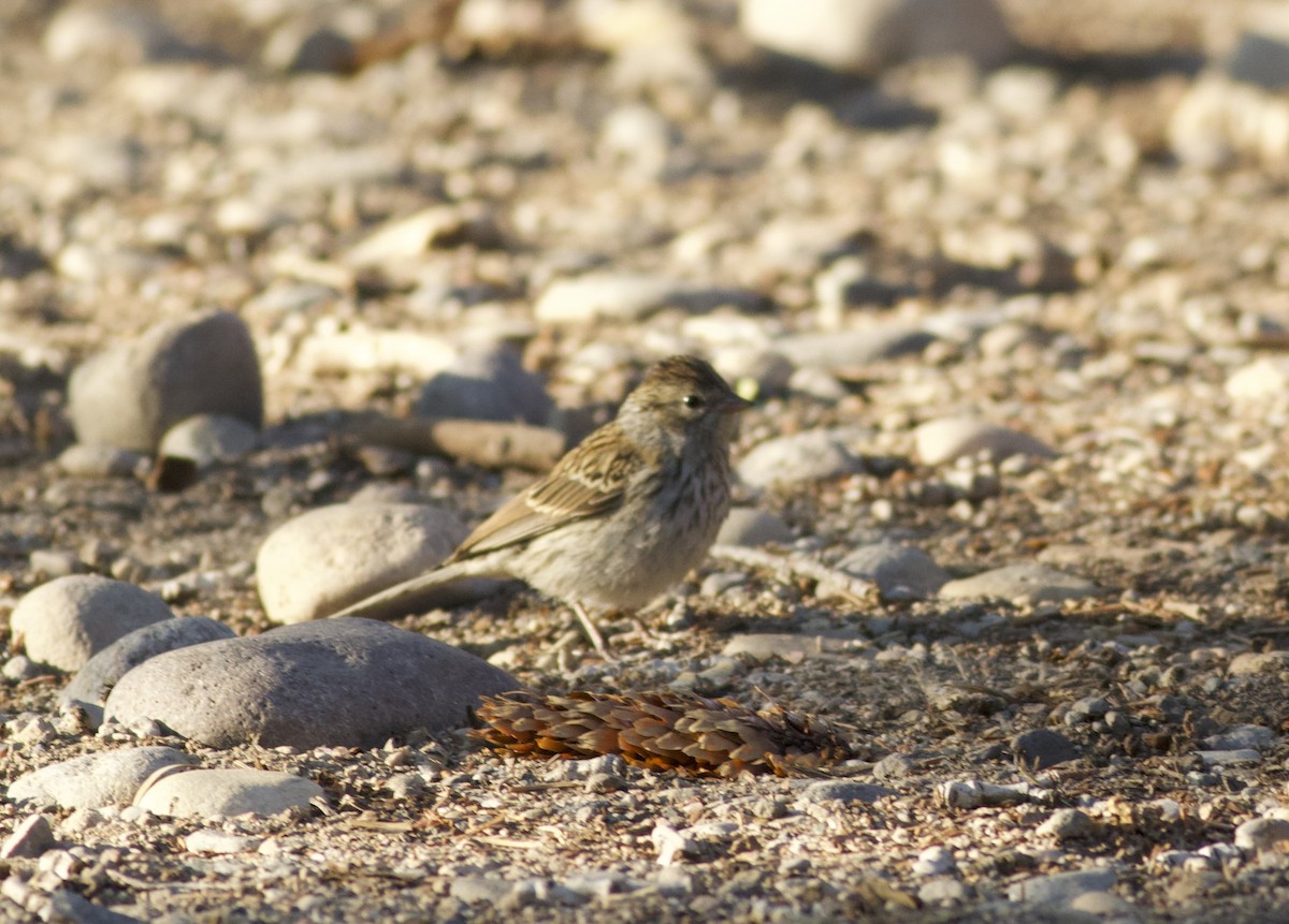 Brewer's Sparrow - ML641575249