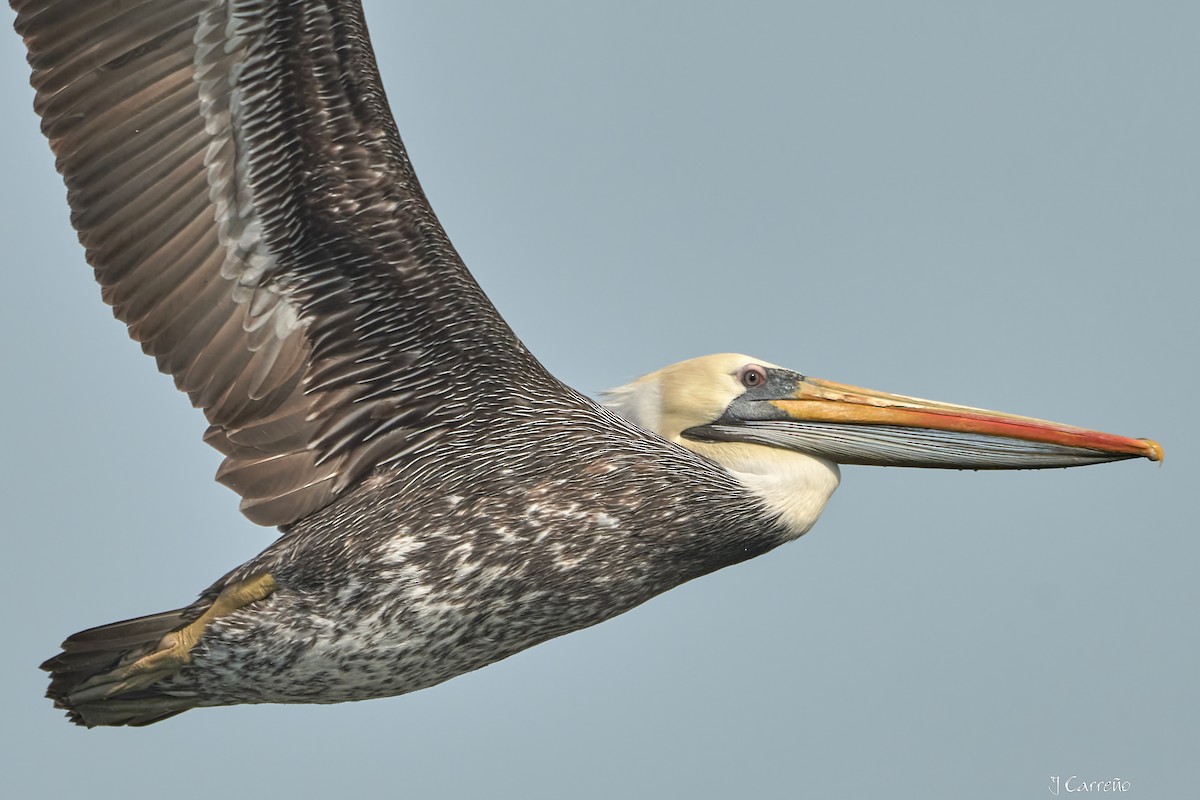 Peruvian Pelican - ML641575277
