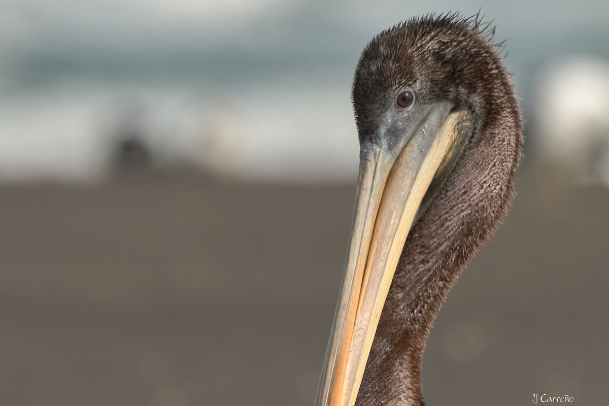 Peruvian Pelican - ML641575278