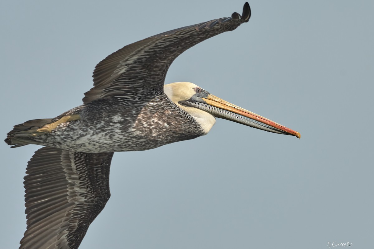 Peruvian Pelican - ML641575279