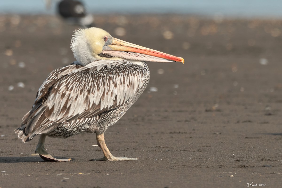 Peruvian Pelican - ML641575280
