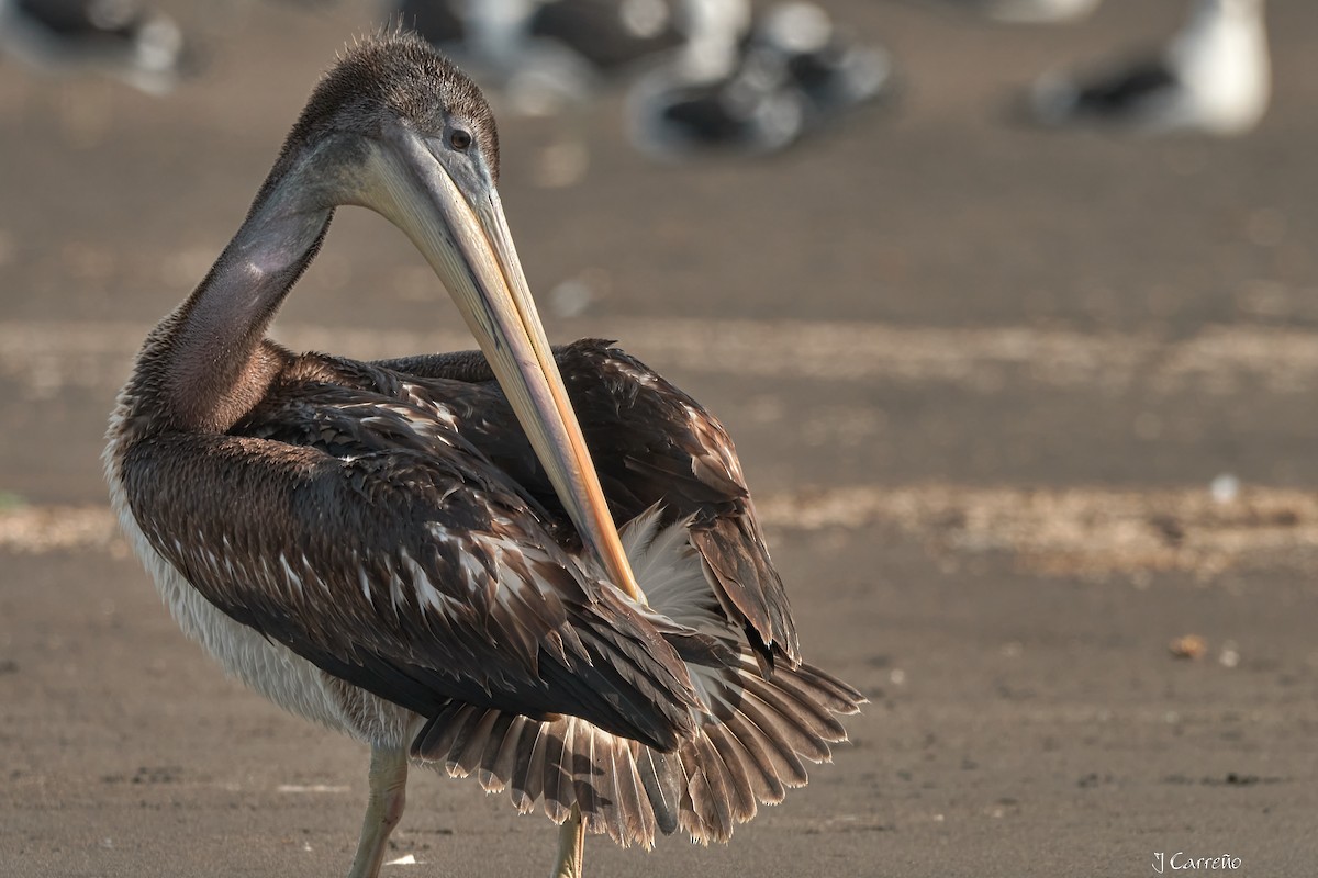 Peruvian Pelican - ML641575281