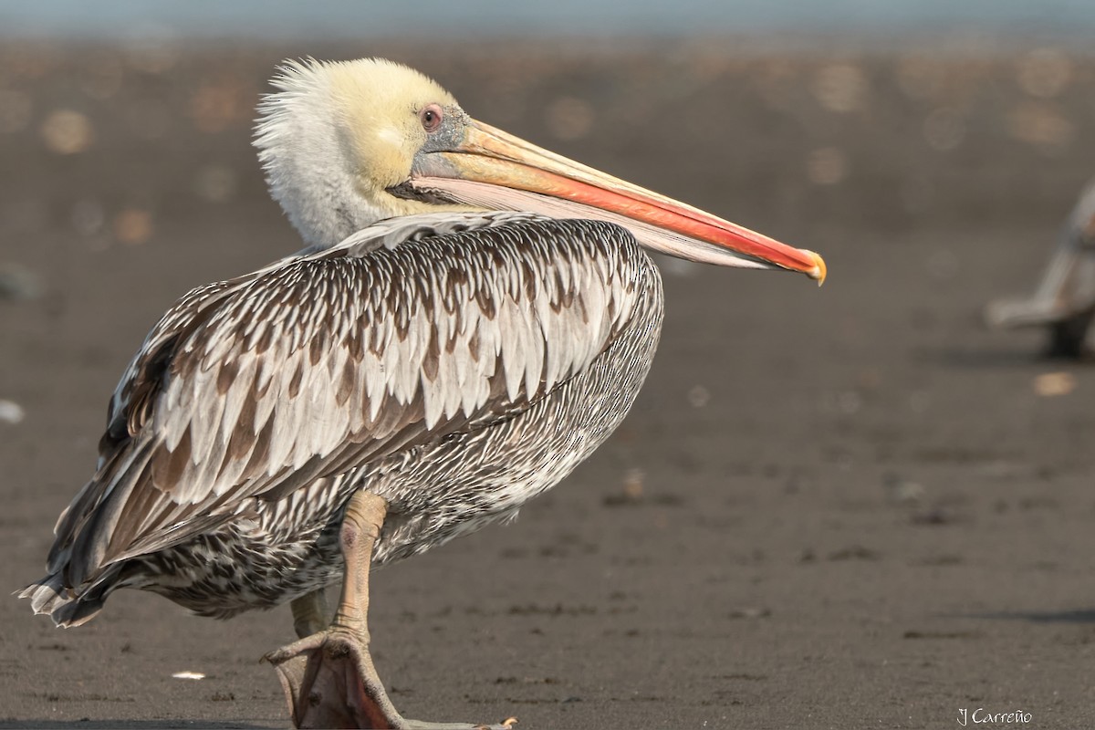 Peruvian Pelican - ML641575282