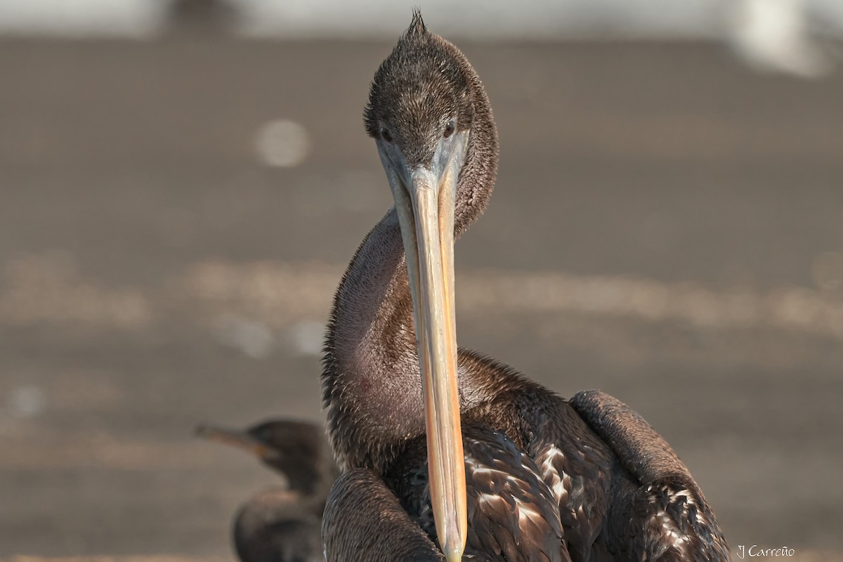 Peruvian Pelican - ML641575288