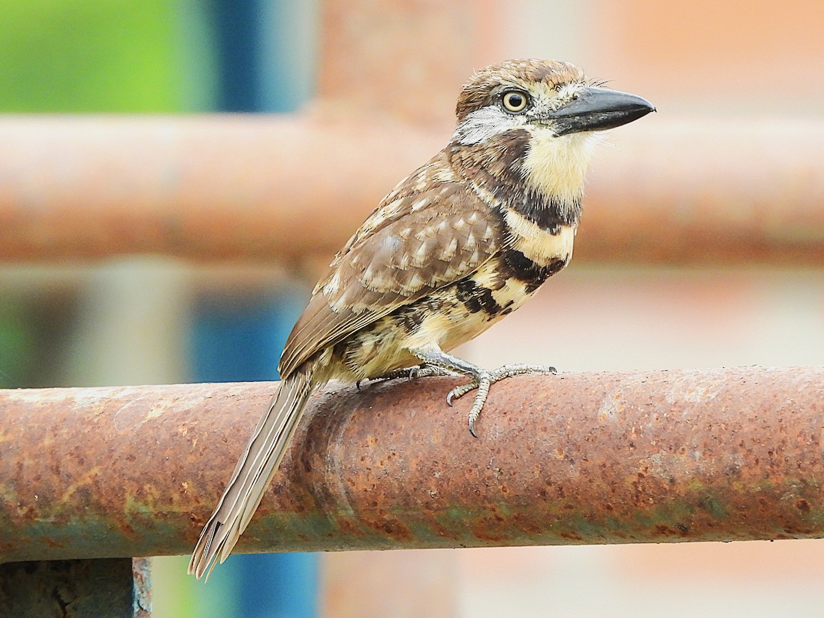 Two-banded Puffbird - ML641575290
