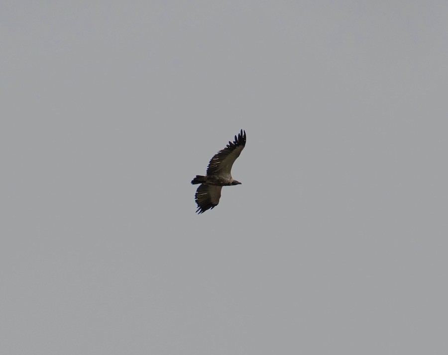 Cape Griffon - ML641575291
