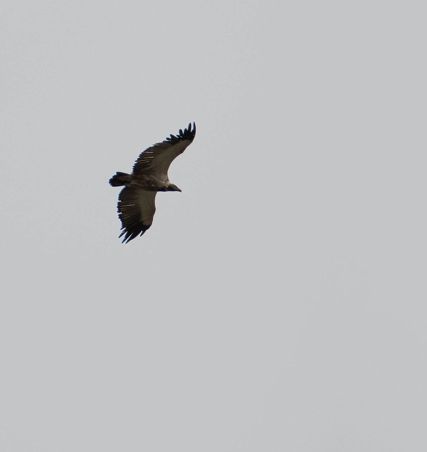 Cape Griffon - ML641575292