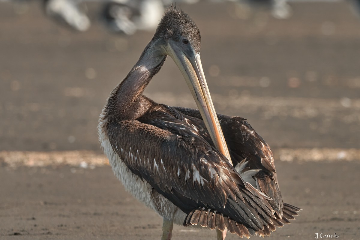 Peruvian Pelican - ML641575294