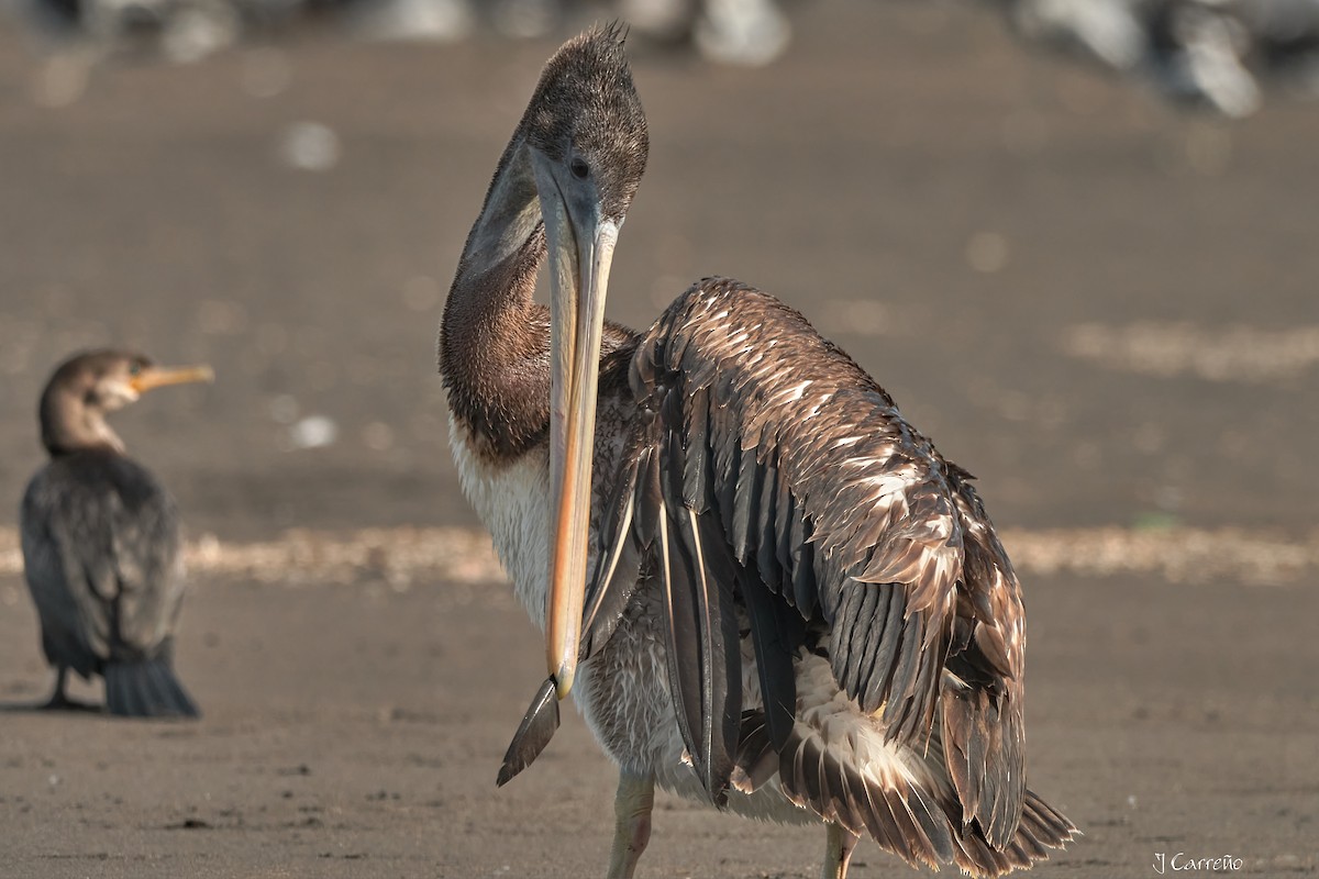 Peruvian Pelican - ML641575299