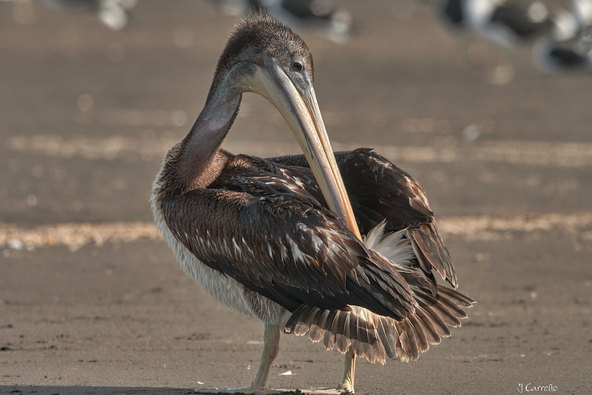 Peruvian Pelican - ML641575305