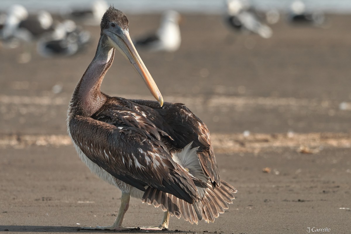 Peruvian Pelican - ML641575310