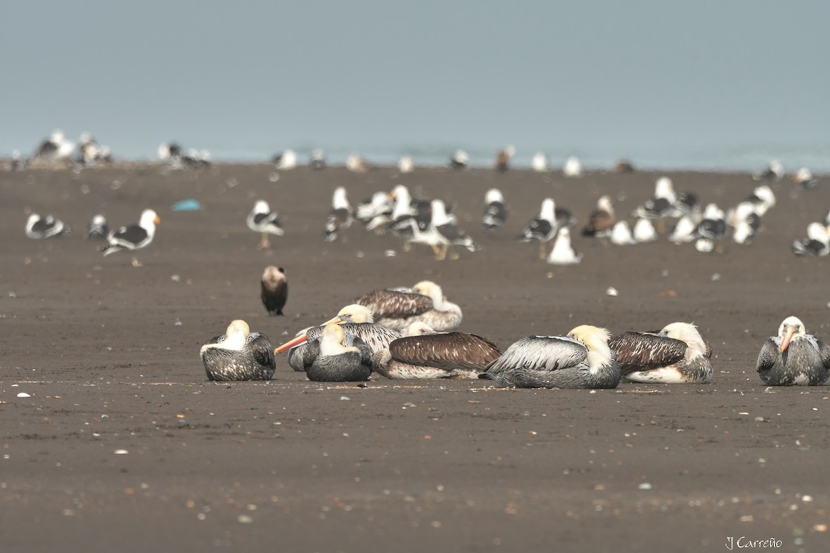 Peruvian Pelican - ML641575311