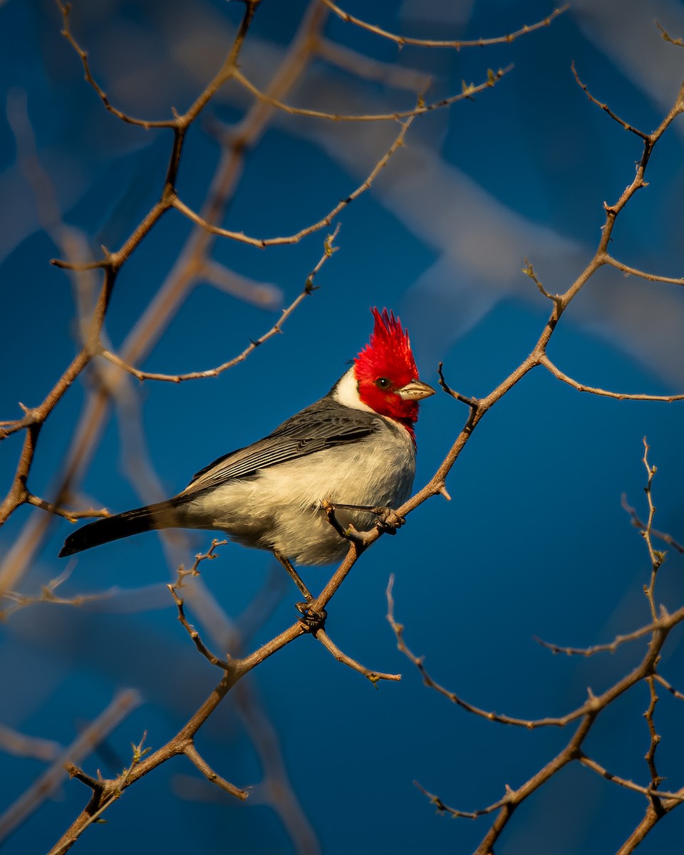 Red-crested Cardinal - ML641575316