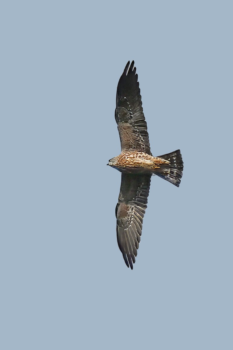 Mississippi Kite - ML641575332