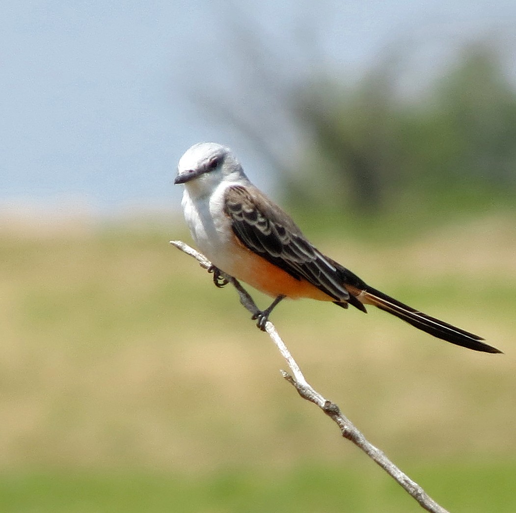 Scissor-tailed Flycatcher - ML641575393