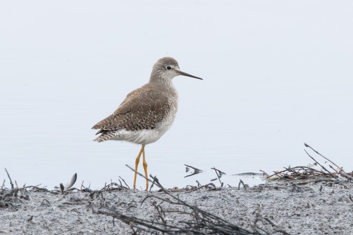 Lesser Yellowlegs - ML641575404