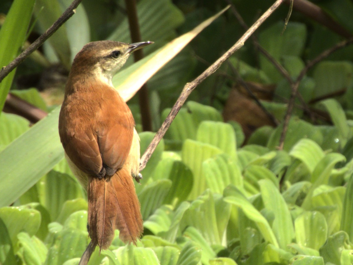 Yellow-chinned Spinetail - ML641575436