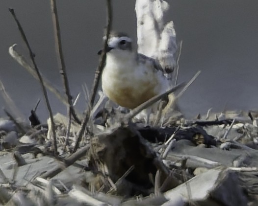 Red-breasted Dotterel - ML641575461