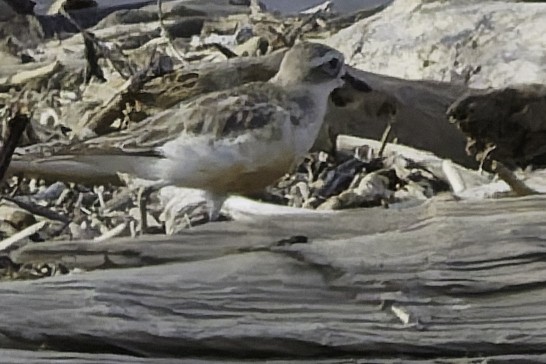 Red-breasted Dotterel - ML641575462