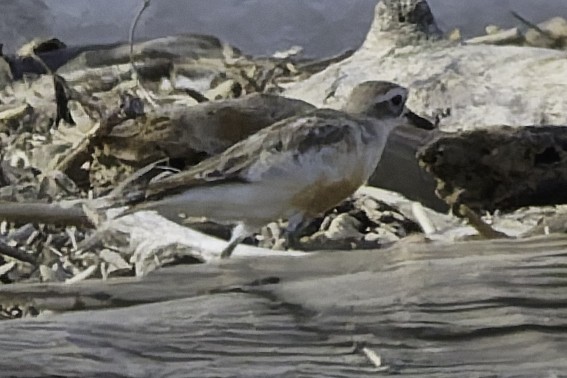 Red-breasted Dotterel - ML641575463