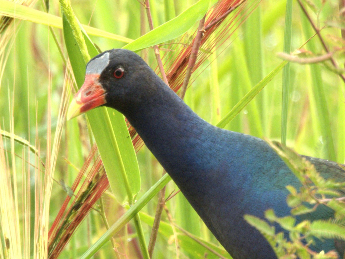 Purple Gallinule - ML641575470