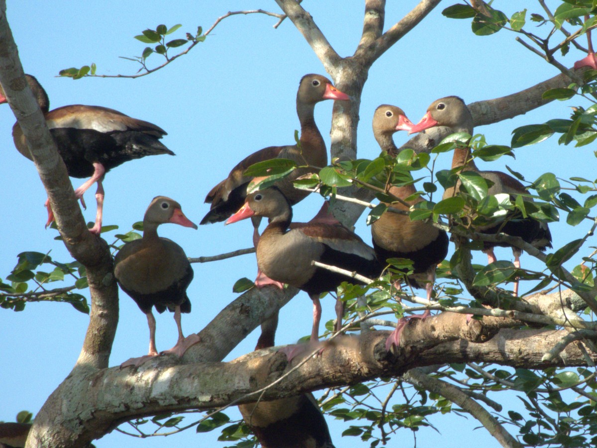 Black-bellied Whistling-Duck - ML641575487