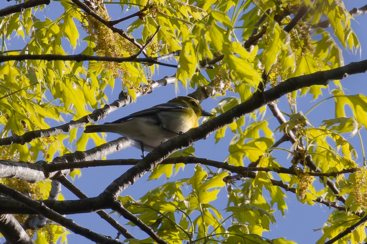 Yellow-throated Vireo - ML641575504