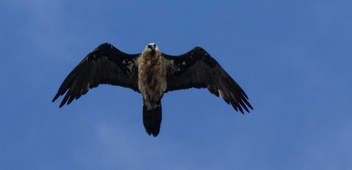 Bearded Vulture (African) - ML641575511