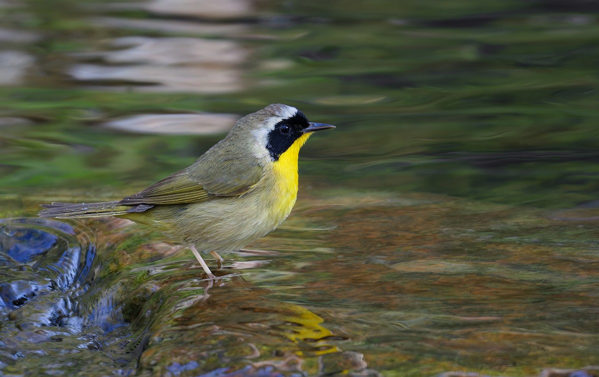 Common Yellowthroat - ML641575541
