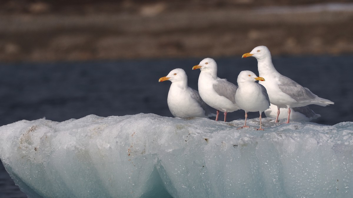 Glaucous Gull - ML641575542