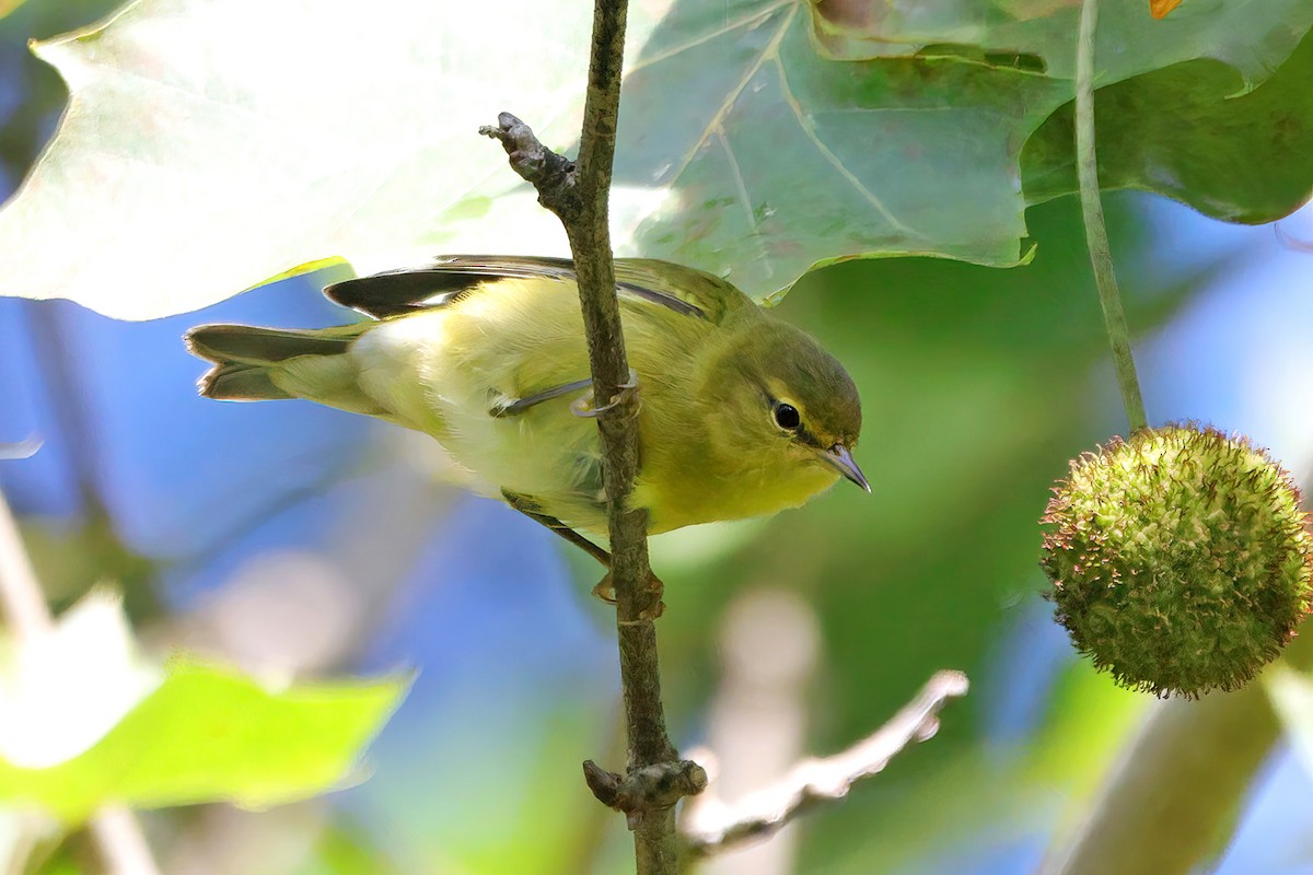 Tennessee Warbler - ML641575566