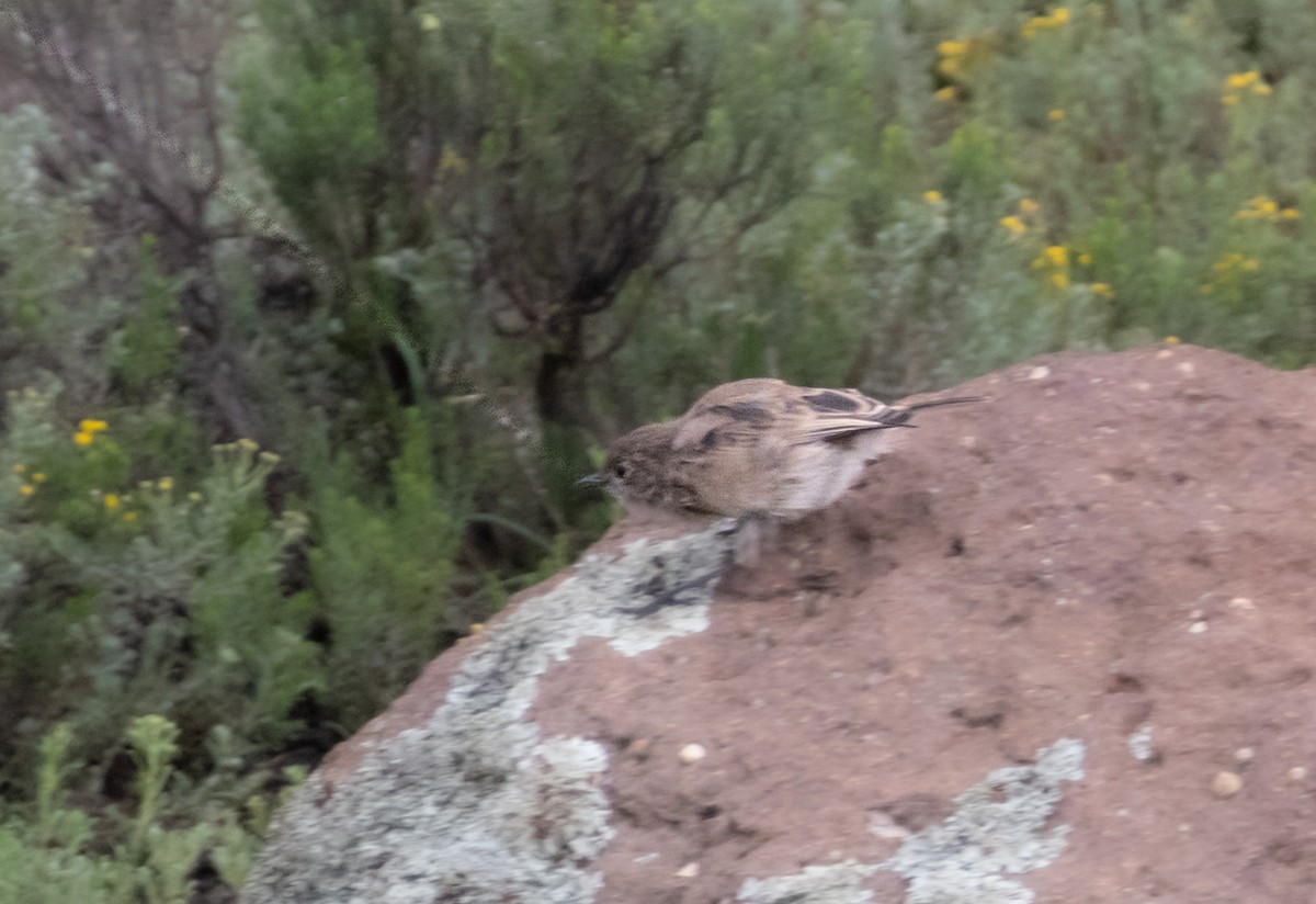 Sickle-winged Chat - ML641575568