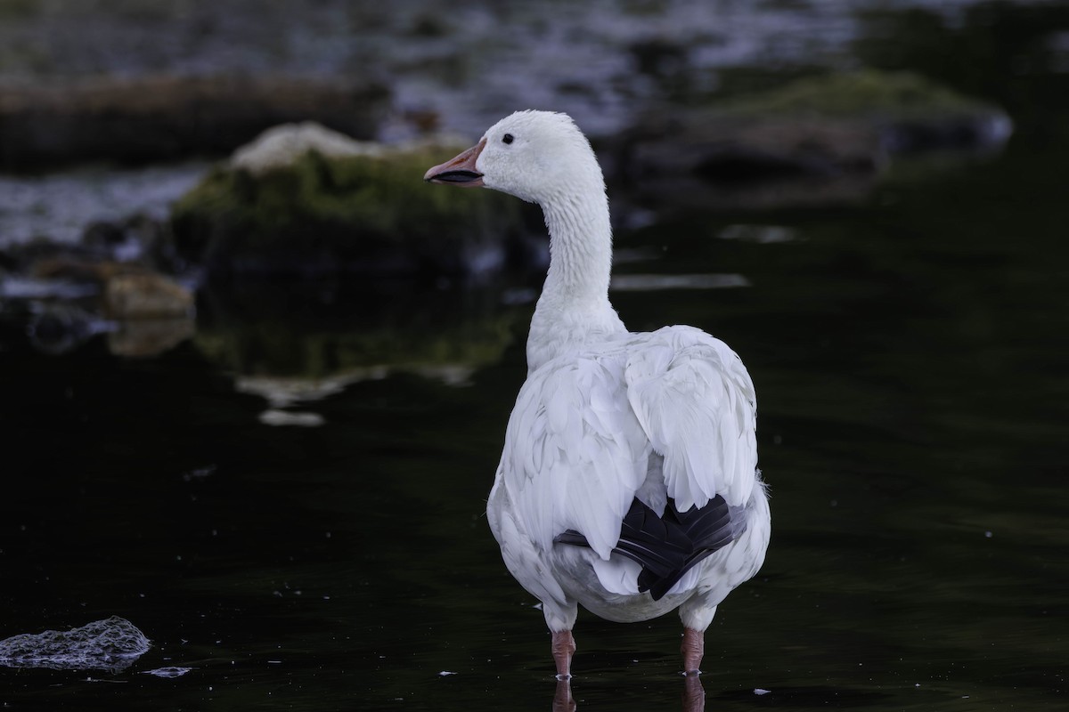 Snow Goose - ML641575574