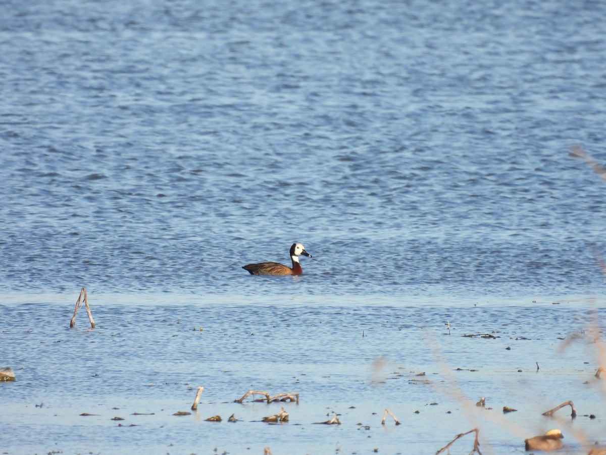 Dendrocygne veuf - ML641575577
