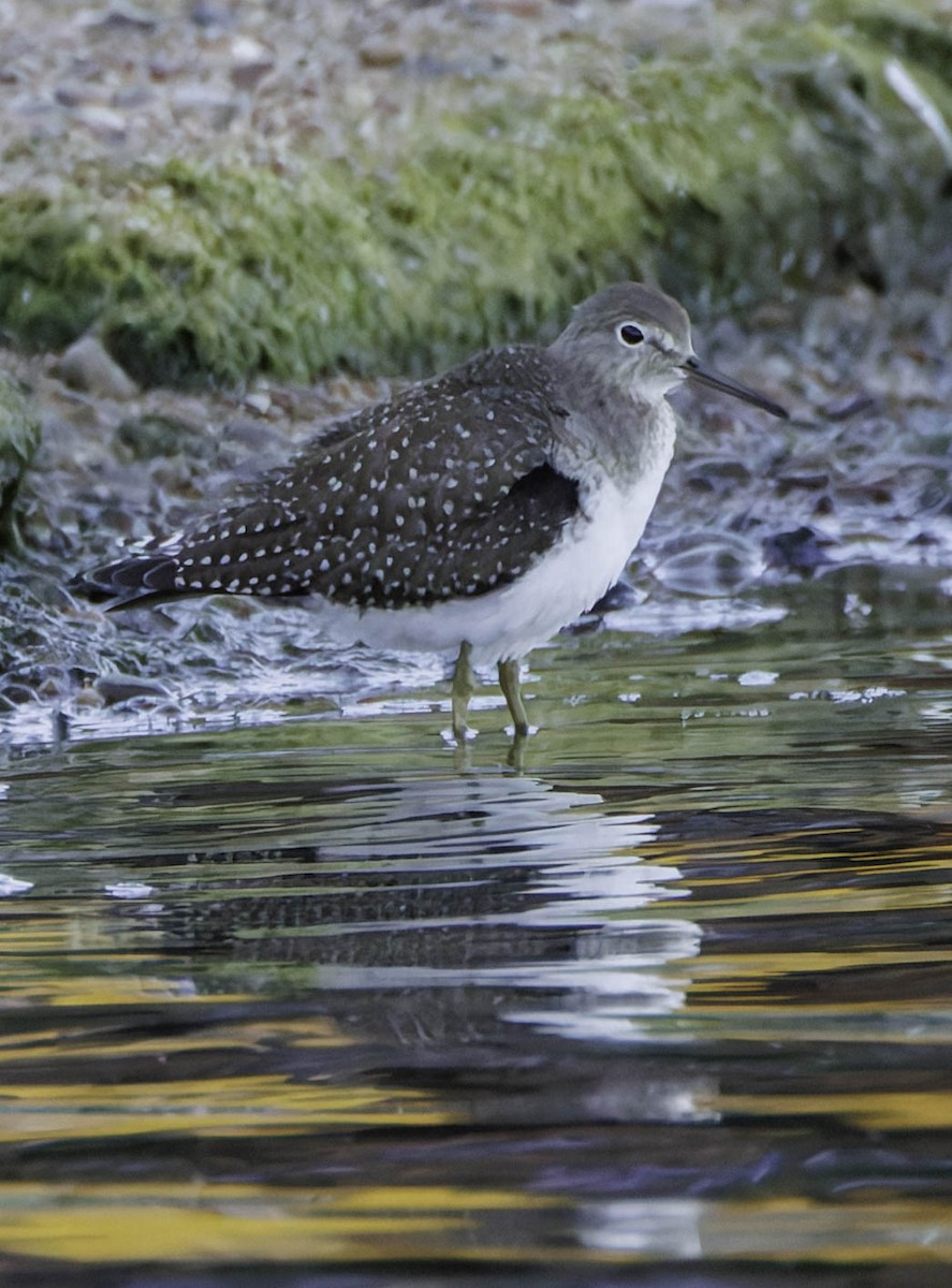 Solitary Sandpiper - ML641575580