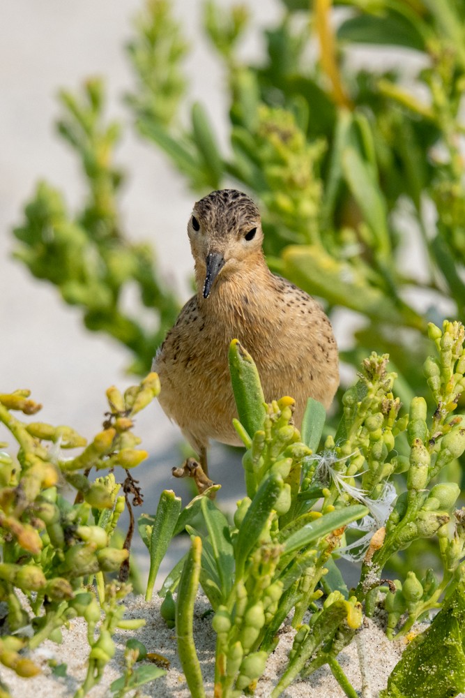Buff-breasted Sandpiper - ML641575581